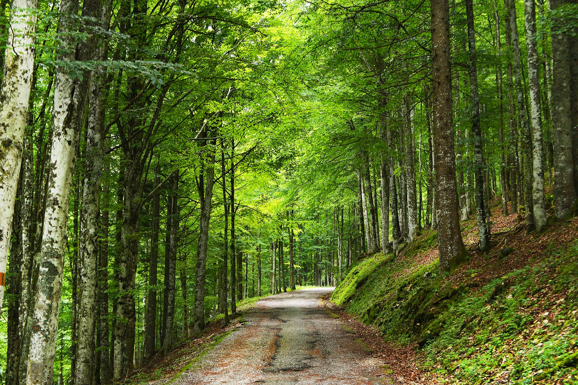 Road in the lush forest