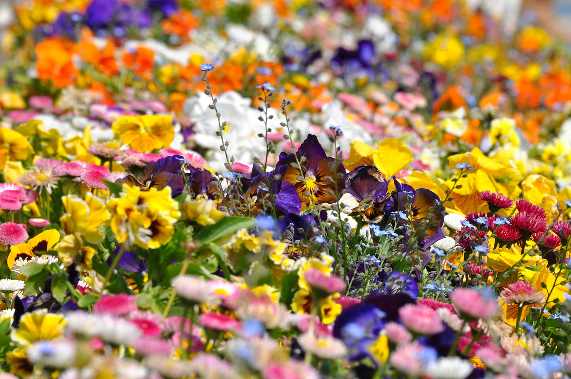 Explosion of colorful flowers