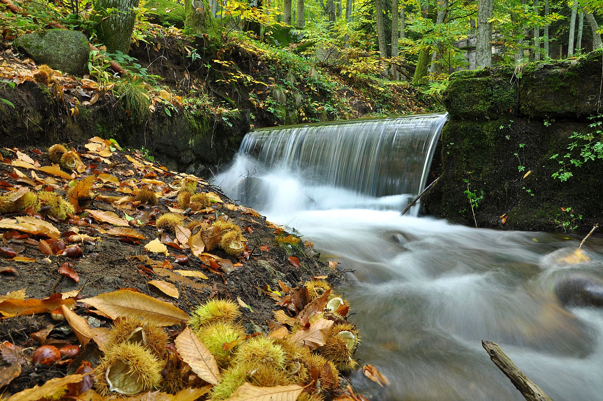 Waterfall among autumnal chestnut trees