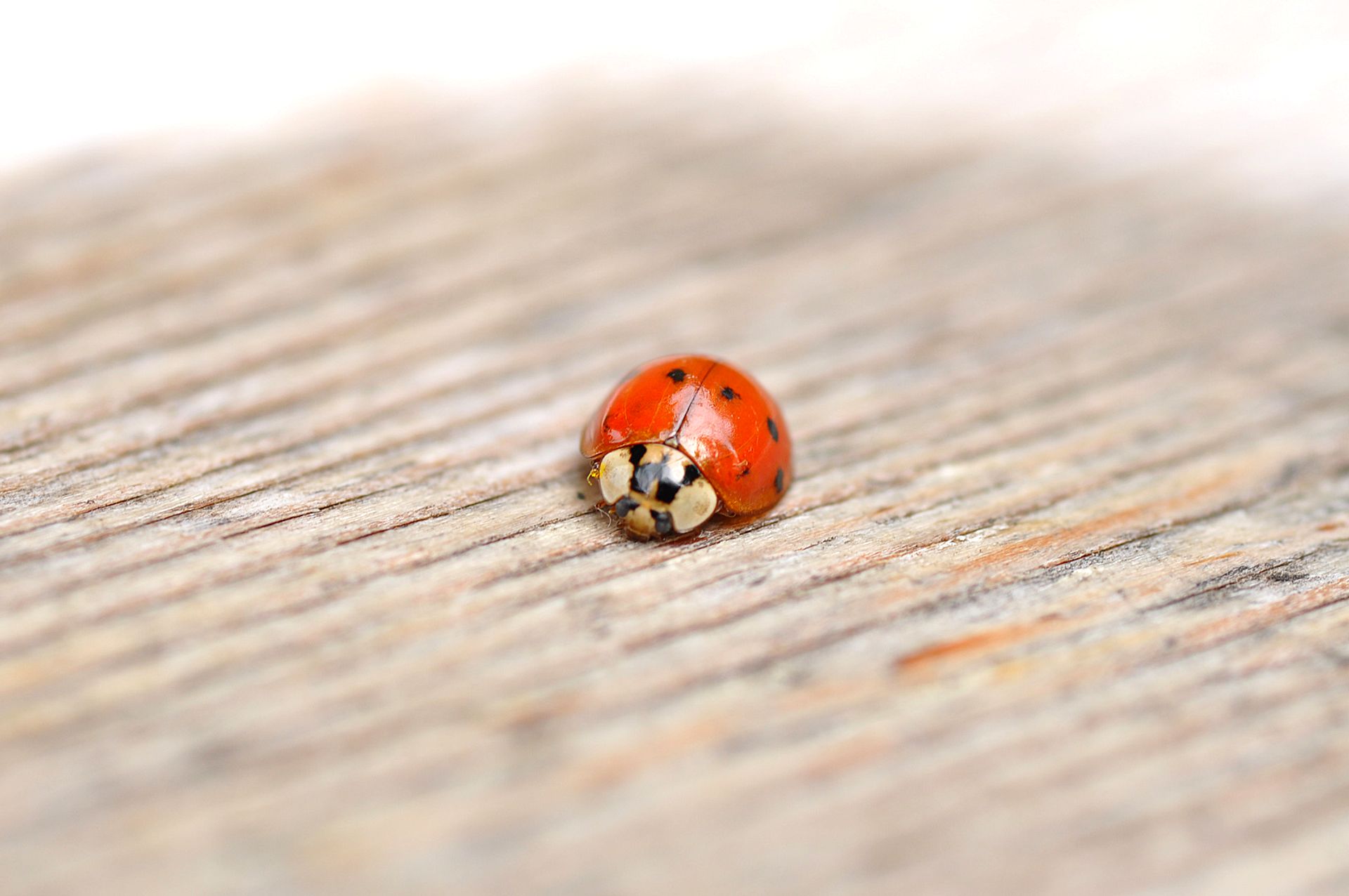 Ladybug on wooden surface