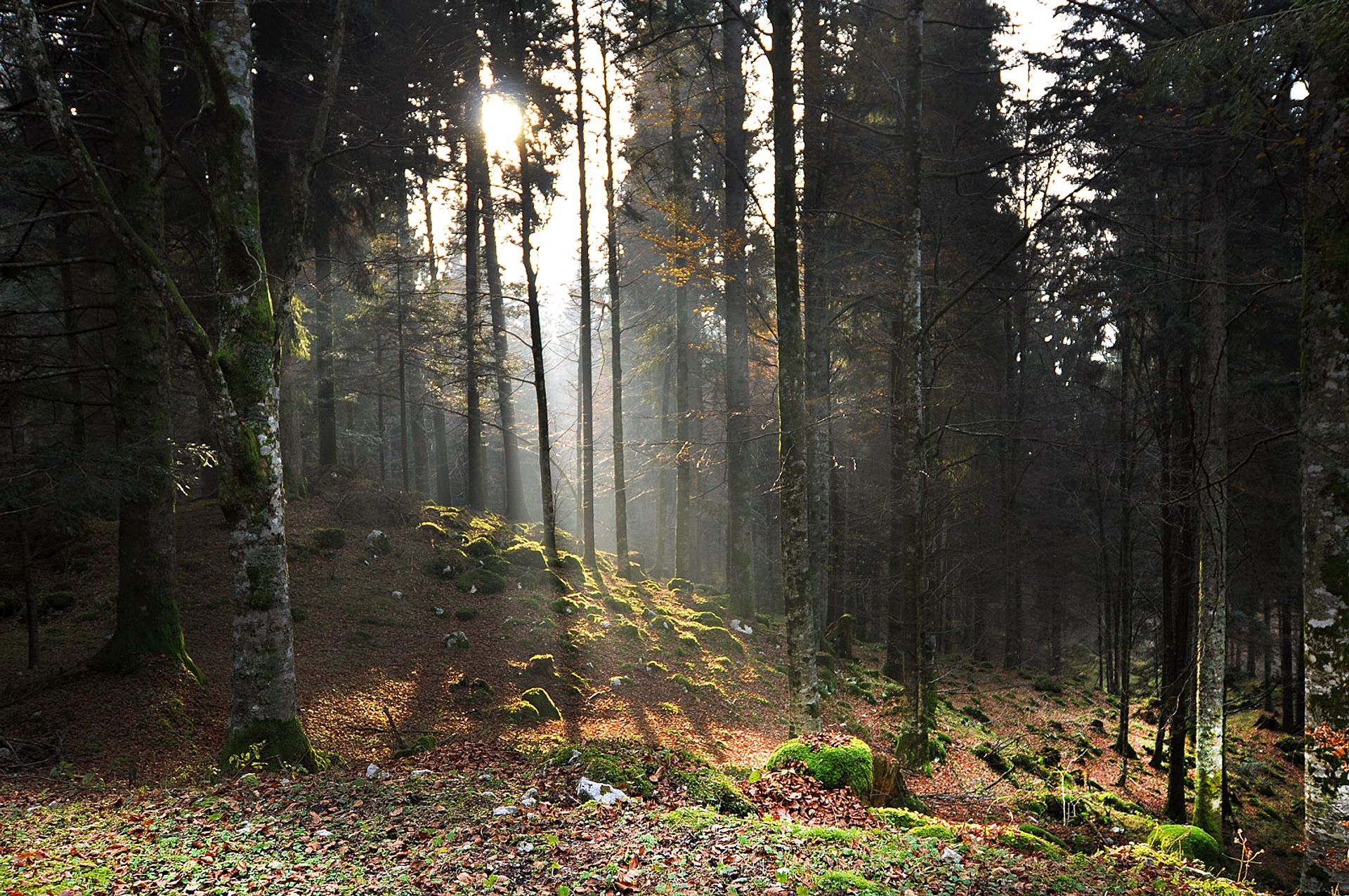 Rays of sunshine in the forest